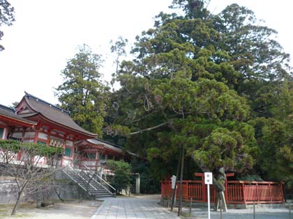 帯祝01.JPG
